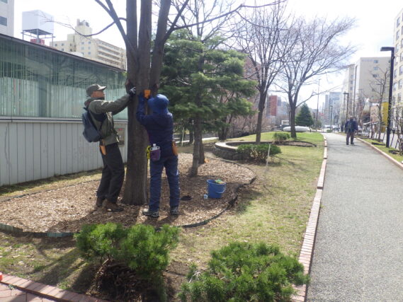 樹名板付けをする植物ボランティア