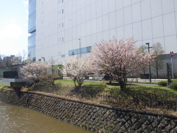 北2条西側のチシマザクラ