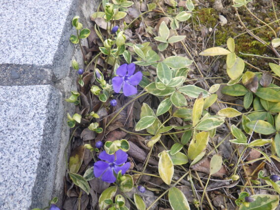 円形ますのビンカミノールの花が咲いている様子