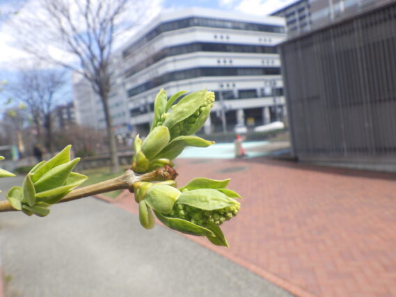 ライラックミスエレンウィルモットのつぼみが膨らんでいる様子
