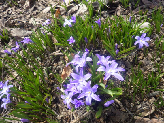 芝生斜面でチオノドクサが咲いている様子
