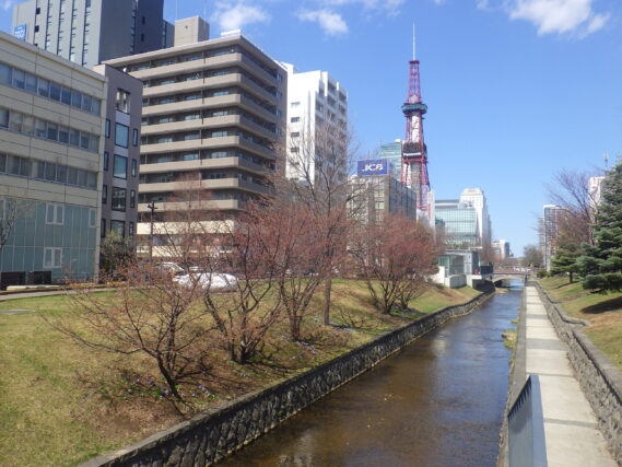 南2条のチシマザクラの様子