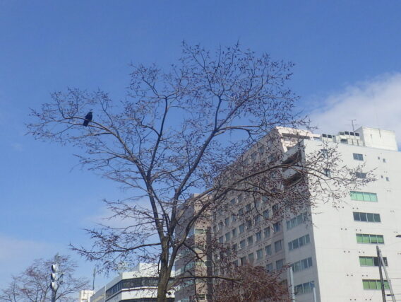 花が咲いているハルニレにカラスが止まっている様子