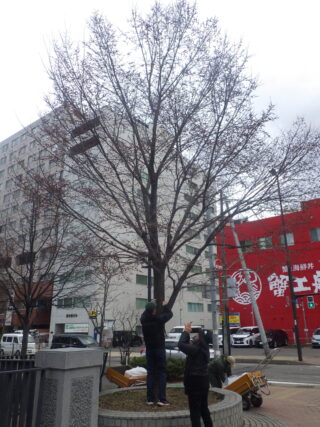 花のさきゅハルニレの下で活動する植物ボランティア