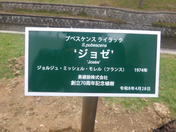 ライラック「ジョゼ」の樹名板