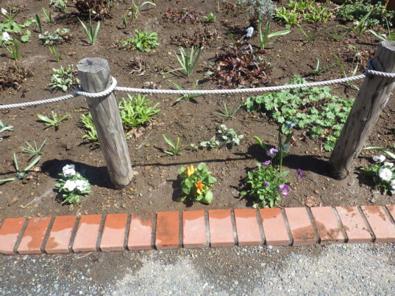 花壇に植えこまれたビオラ