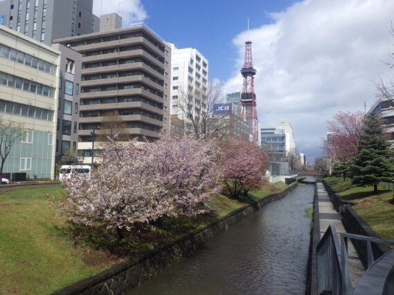 南2条西側のチシマザクラ