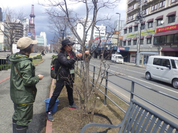 南3条のライラックに樹名板を取り付ける植物ボランティア