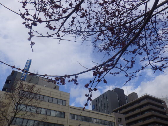 ハルニレの花