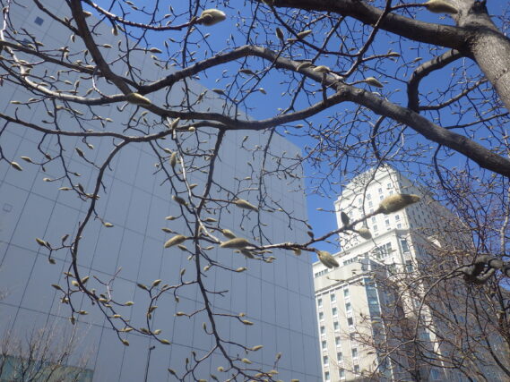 キタコブシの冬芽