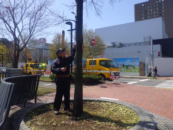 樹名板を取り付ける植物ボランティア