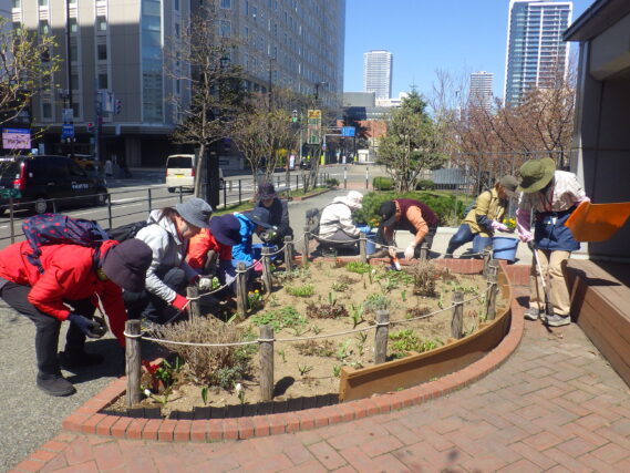 花壇にビオラを植え込む花くらぶ