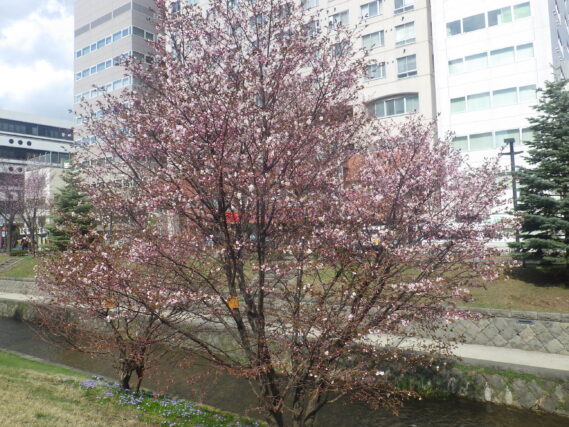 午後3時ごろのチシマザクラの開花状況の様子