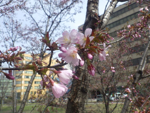 北2条のチシマザクラが咲いている様子