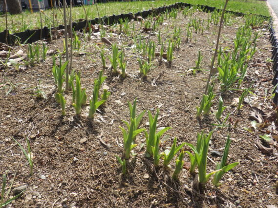 ヘメロカリスの芽が伸びている様子