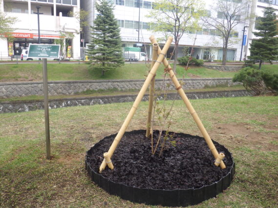 ライラック「ベイベル」