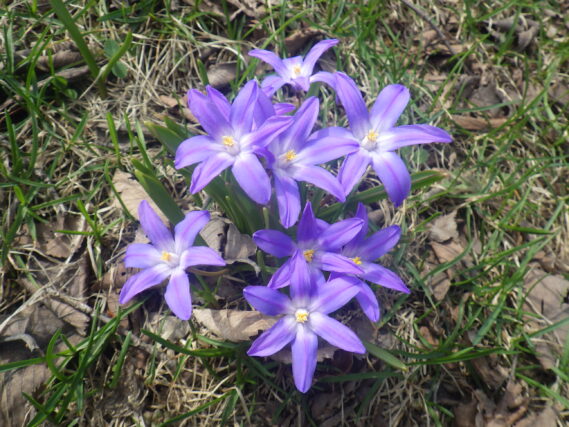 芝生斜面でチオノドクサが咲いている様子