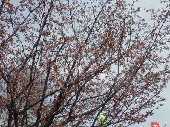 北1条のエゾヤマザクラが数輪咲いている様子