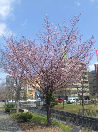 北１条のエゾヤマザクラが咲いている様子