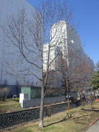 北2条のキタコブシ