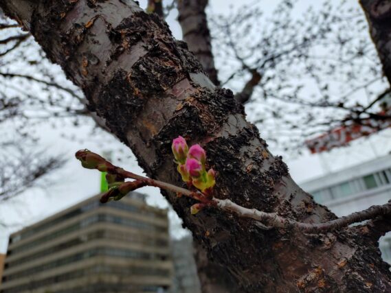 北１条のエゾヤマザクラのつぼみ