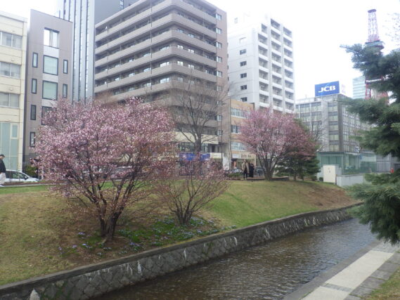 午後3時ごろの南2条のチシマザクラの開花状況の様子