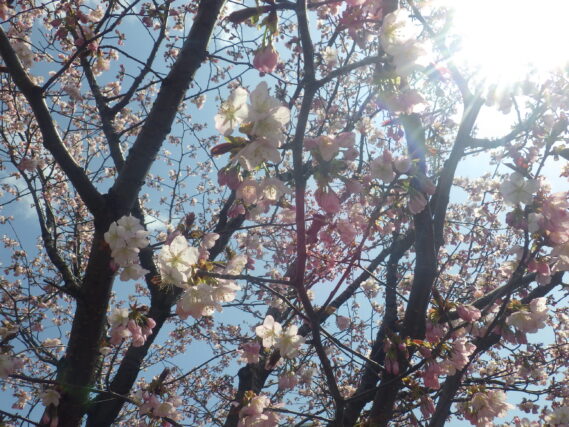 北１条のエゾヤマザクラが咲いている様子