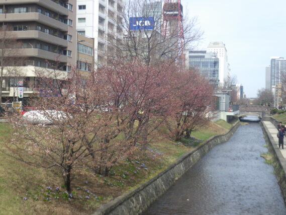 南2条のチシマザクラが咲いている様子