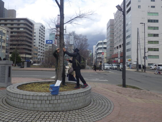 円形ますのハルニレに樹名板を取り付ける植物ボランティア