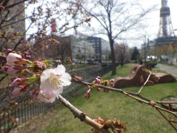 北2条のチシマザクラが咲いている様子