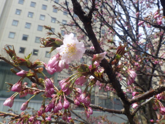 南4条のチシマザクラが咲いている様子