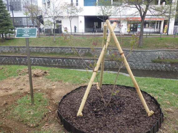 ライラック「ジョゼ」