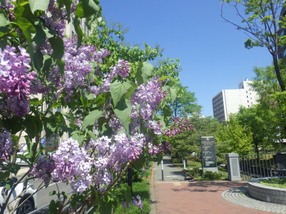 ライラック紫の薄い紫の花