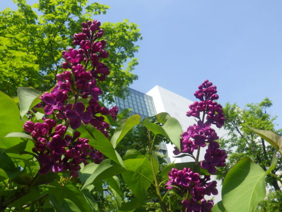 ライラック・アンデンケンルートヴィッヒシュペートの花