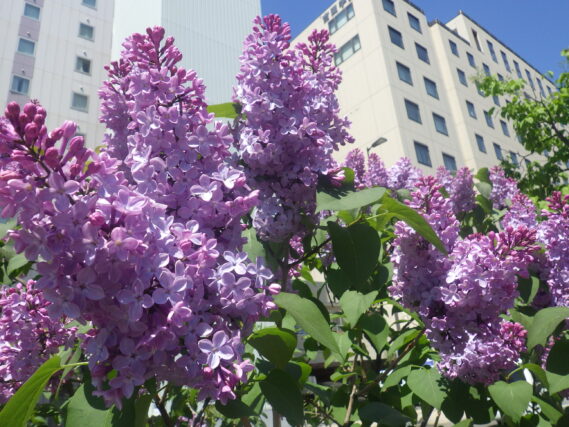 ライラック紫の濃い紫の花