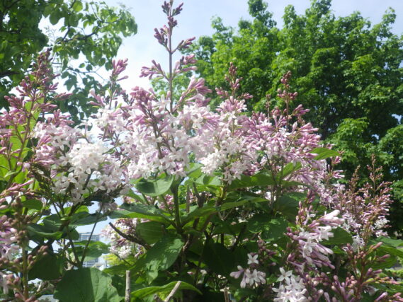 ウスゲシナハシドイの花