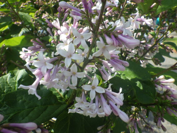 ウスゲシナハシドイの花
