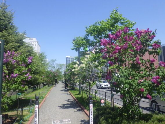 北１条ライラックウォークの様子