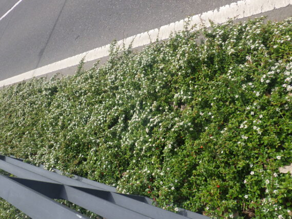 道路側のコトネアスターのグランドカバー