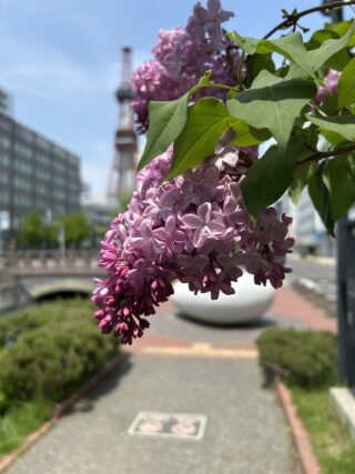 ライラック投稿写真015ジャバメートさんより