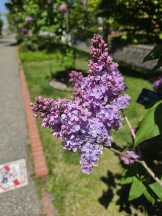 ライラック投稿写真005ラムフォンホルステンシュタイン