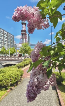 ライラック投稿写真059創成川公園に広がるライラックの香り