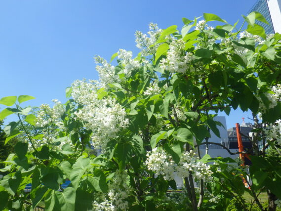 ジョンダンバーの花