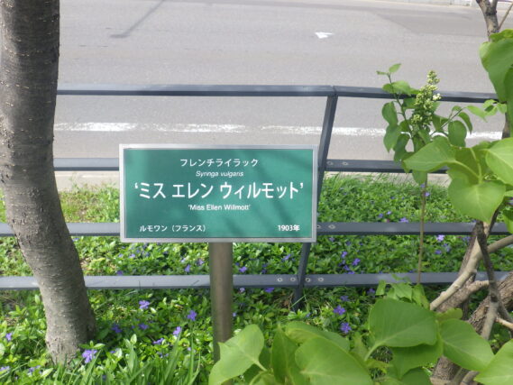 ライラックの樹名板の画像
