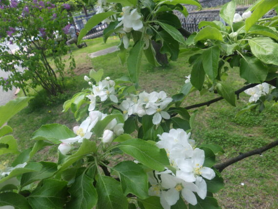リンゴの花が咲いている様子