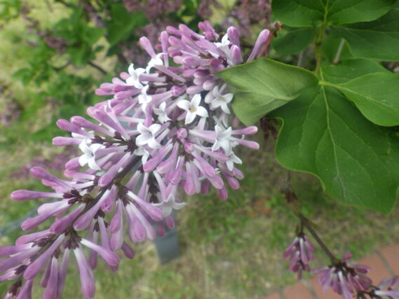 ミスキムが開花した様子