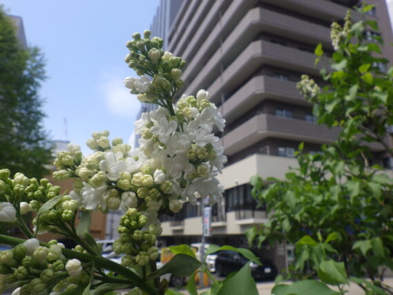 ライラック「ジェネラルシュリダン」の小さな花が咲き始めた様子