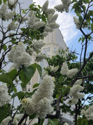 ライラック投稿写真034清々しいい花びら