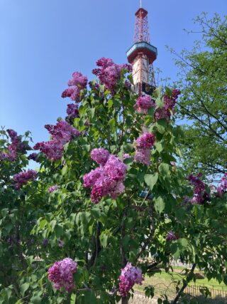 ライラック投稿写真051今年もこの季節が