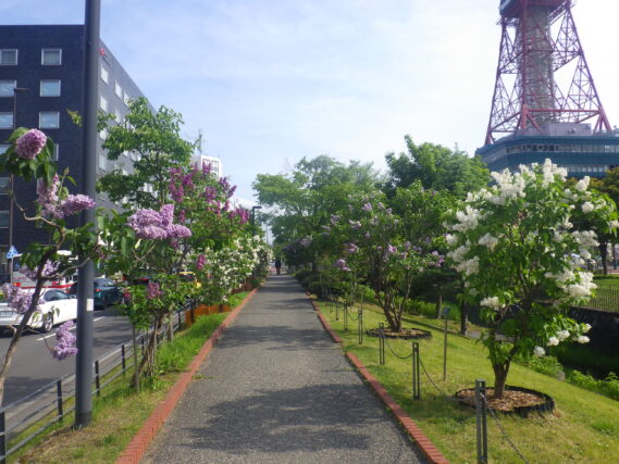 北1条のライラックウォークの様子